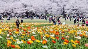 Showa Memorial Park - Musim Semi di Jepang