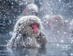 snow monkey - musim dingin di Jepang